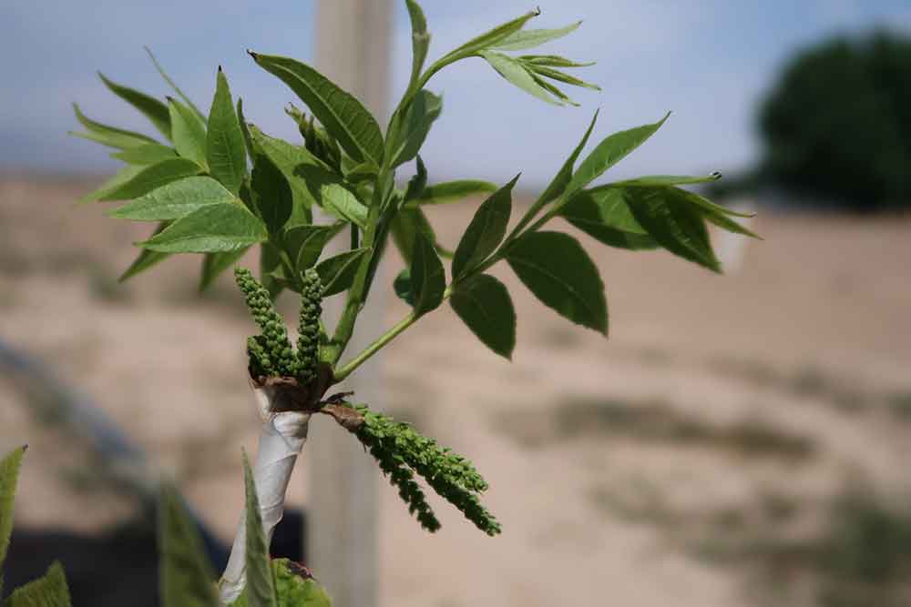 Grafted pecan tree 2021