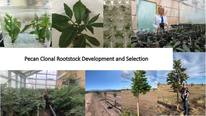 Pecan micropropagation and selection.