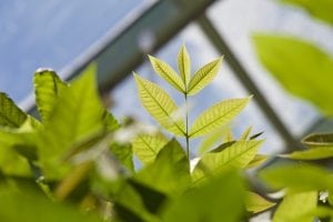 Leaves of a plant.